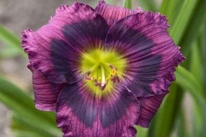 Hemerocallis 'Kansas Kitten' New 2024